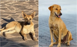 Perrito “Caramelo” es reconocido como raza mexicana; conoce la razón