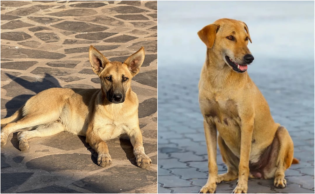 El clásico perrito amarillo/miel ha sido reconocido como una raza mexicana. Foto: Redes sociales