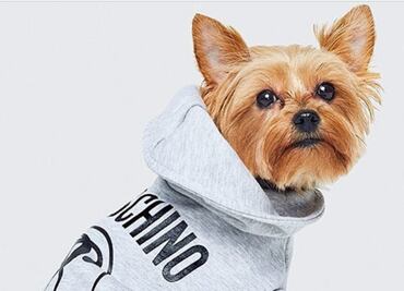 Moschino y H&M lanzarán ropa para tu perrito