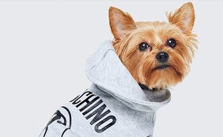 Moschino y H&M lanzarán ropa para tu perrito