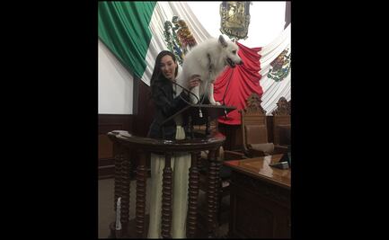 Con ayuda de su perro, diputada de Morena presenta iniciativa para reconocer los derechos de las mascotas en Coahuila