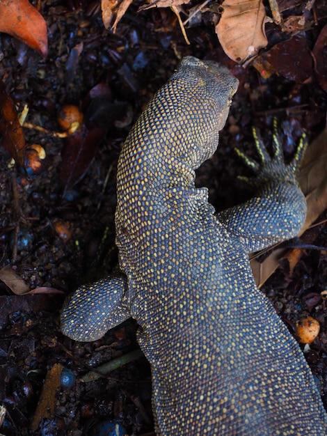 Los lagartos más grandes del mundo. Fuente: Freepik.