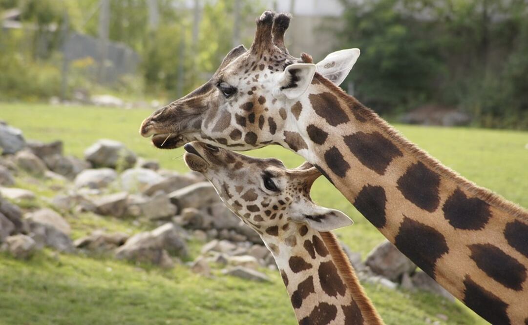 Foto: Ilustrativa. Pixabay