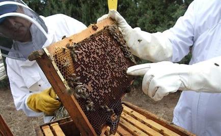 Investigadores terminan atlas que protege a abejas y a apicultores en Yucatán 