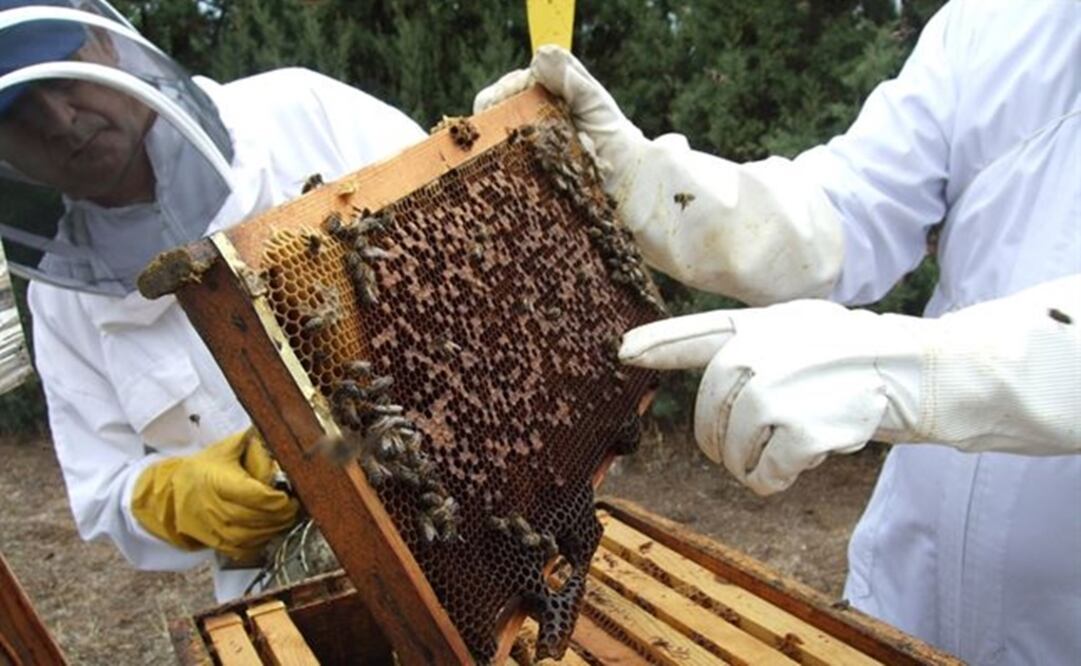 Apicultores yucatecos -hombres y mujeres- terminaron un Atlas de abejas y derivados apícolas de Yucatán.    Foto: Especial 