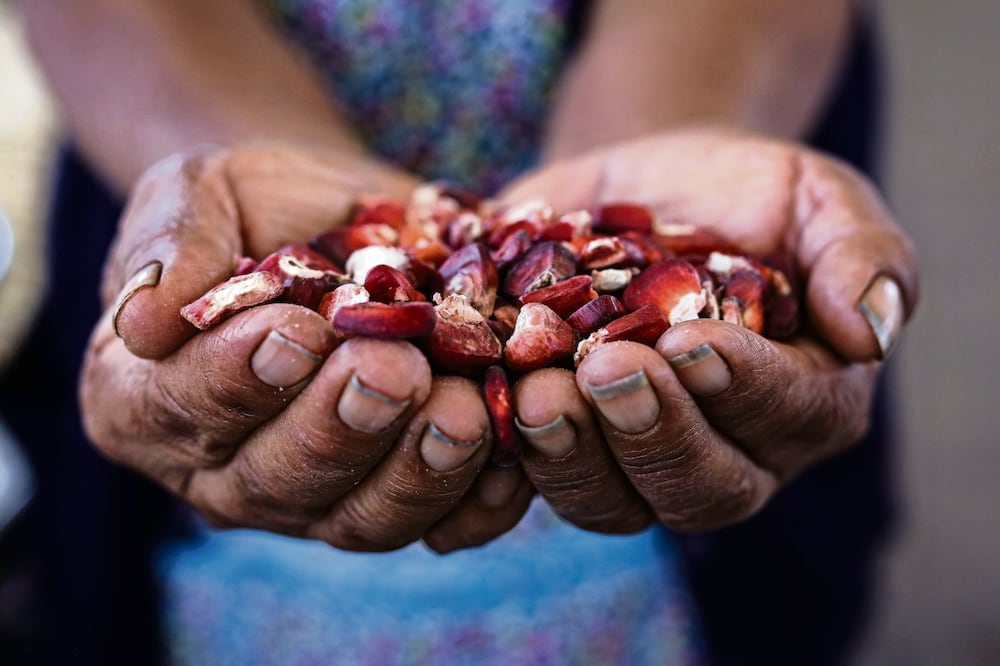 El Grupo Consultor en Mercados Agrícolas (GCMA) dijo que en granos y oleaginosas la “producción estimada es de 34.6 millones de toneladas, con un valor de 231.5 mil millones de pesos”. Foto: Especial