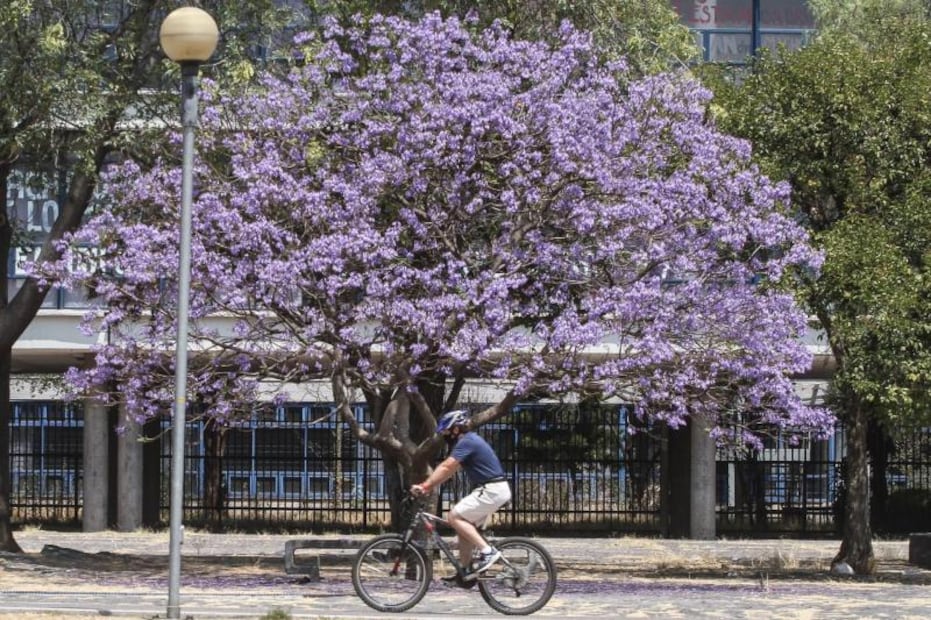 Jacarandas en CDMX. Foto: Archivo / EL UNIVERSAL