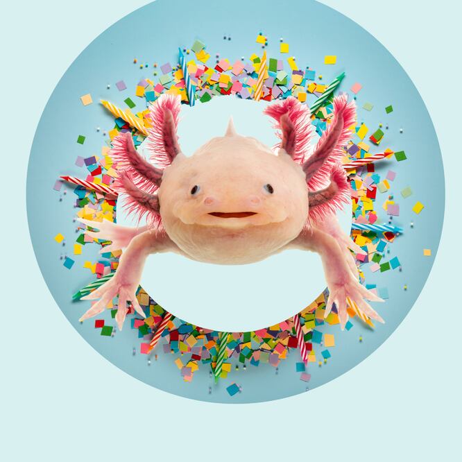 Axolote. (Arte: Iván Carrillo)