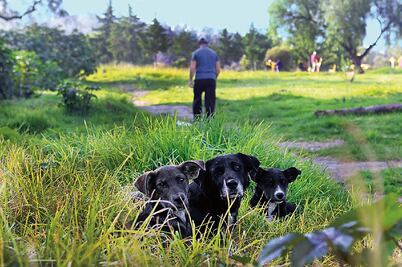 Temen por jauría que vive en Cerro de la Estrella
