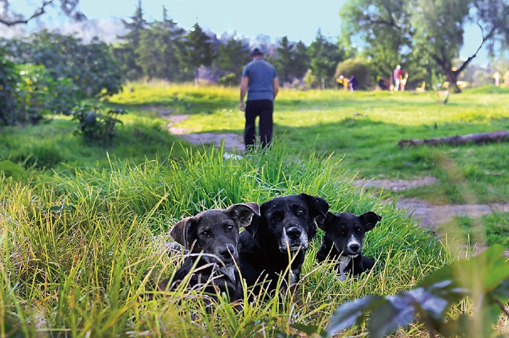 Colonos de Iztapalapa aseguran que los canes están en condiciones insalubres, pues nunca han sido vacunados (ARIEL HERNÁNDEZ. EL UNIVERSAL)