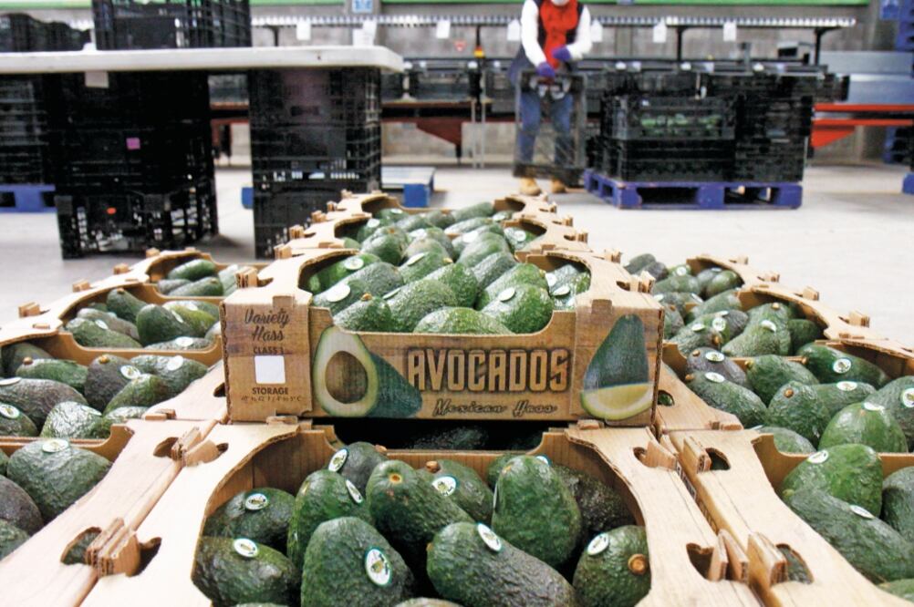 Productos frescos como el aguacate son muy sensibles a una renegociación del TLC, dado que 80% de su exportación va a EU (ARCHIVO EL UNIVERSAL)
