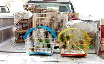 Rescatan 84 aves comercializadas ilegalmente en Monterrey