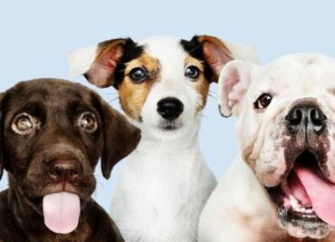 Descubre las 5 razas de perros que menos viven