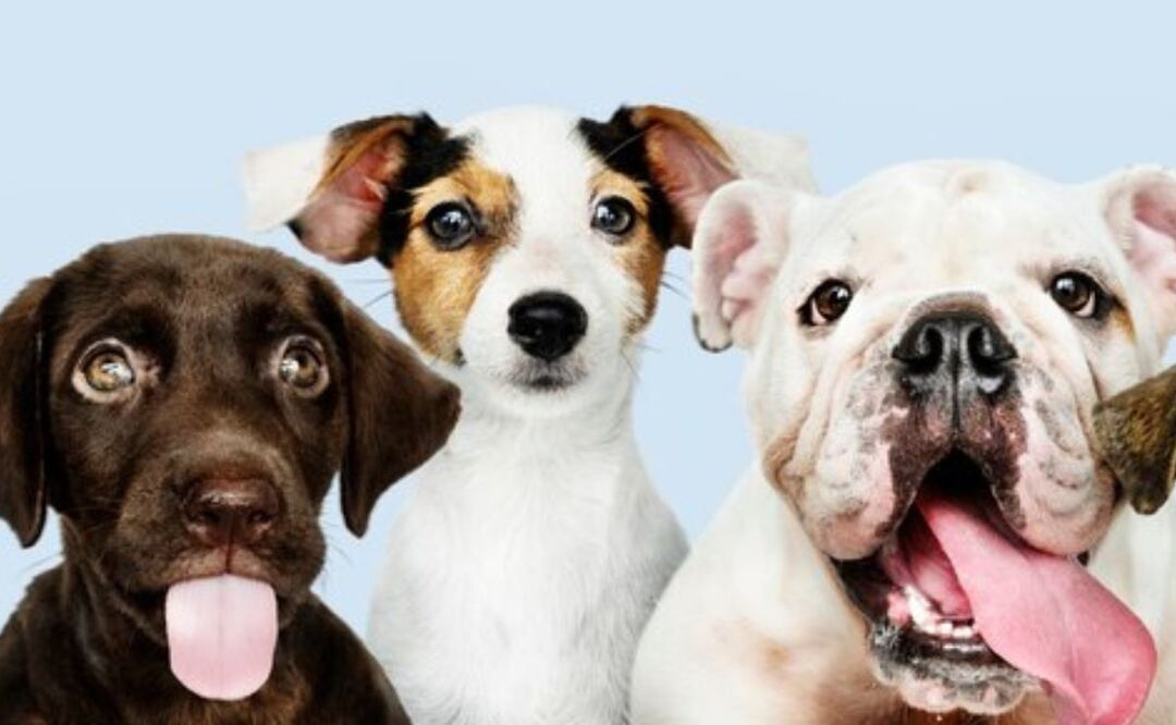 Estos perros tienen una vida más corta. Fuente: Freepik.