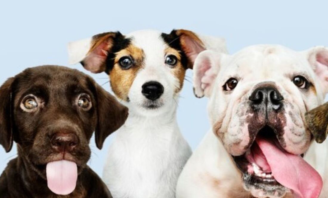 Estos perros tienen una vida más corta. Fuente: Freepik.
