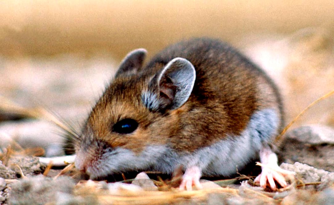 El ratón ciervo es una de las especies que transmite el hantavirus. Foto: AP Photo/National Park Service, archivo