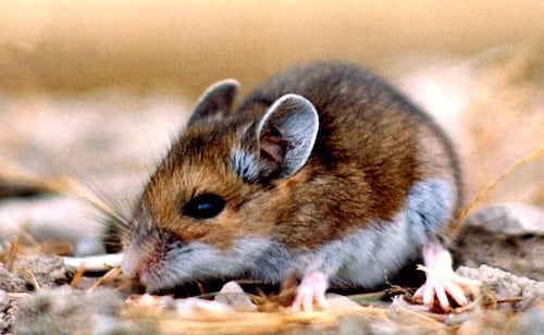Chile reporta 39 casos de hantavirus; letalidad aumenta frente al año pasado