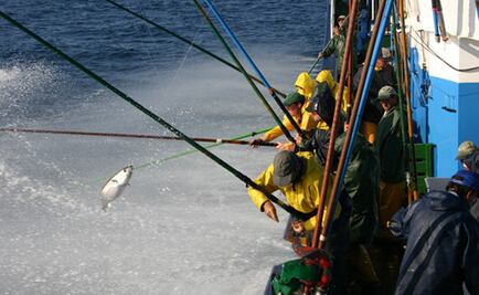 El cambio climático redistribuirá la población mundial de atunes