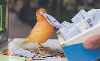 Pajaritos de la suerte, trabajo folclórico