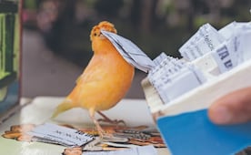 Pajaritos de la suerte, trabajo folclórico