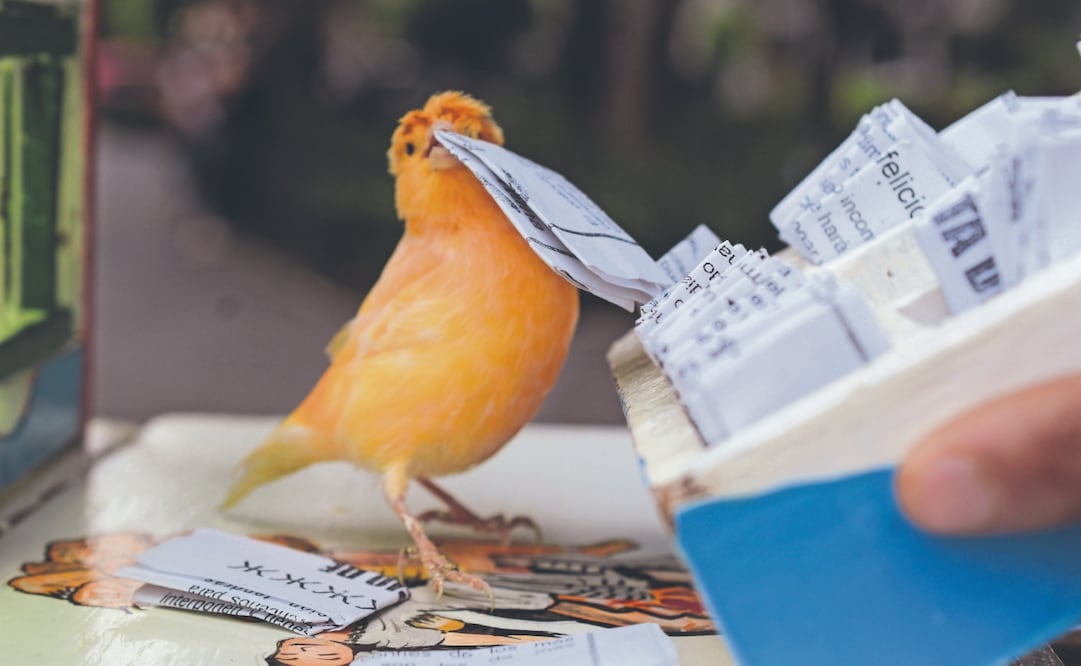 El pájaro sale y se posa sobre una pequeña mesa donde lo espera la caja con papeles de la suerte, al verla, toma una hoja aleatoria con su pico y la
suelta. Su dueño explica que esto sucede porque el ave piensa que enfrente hay alpiste. Foto: Santiago Cadena/ EL UNIVERSAL