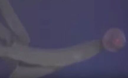 Graban misteriosa criatura en el Golfo de México