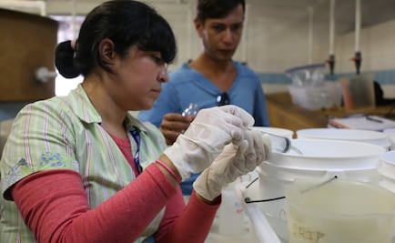 Acidificación de los océanos: una amenaza global