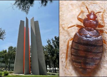 Por supuestos reportes de chinches, la FES Aragón cambia actividades a distancia
