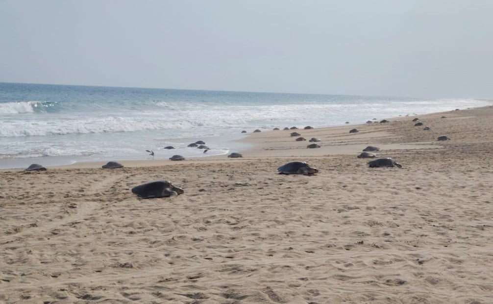 Arriban 11 mil 290 hembras de tortuga golfina al Santuario Playa Escobilla, en Oaxaca. Foto: Conanp