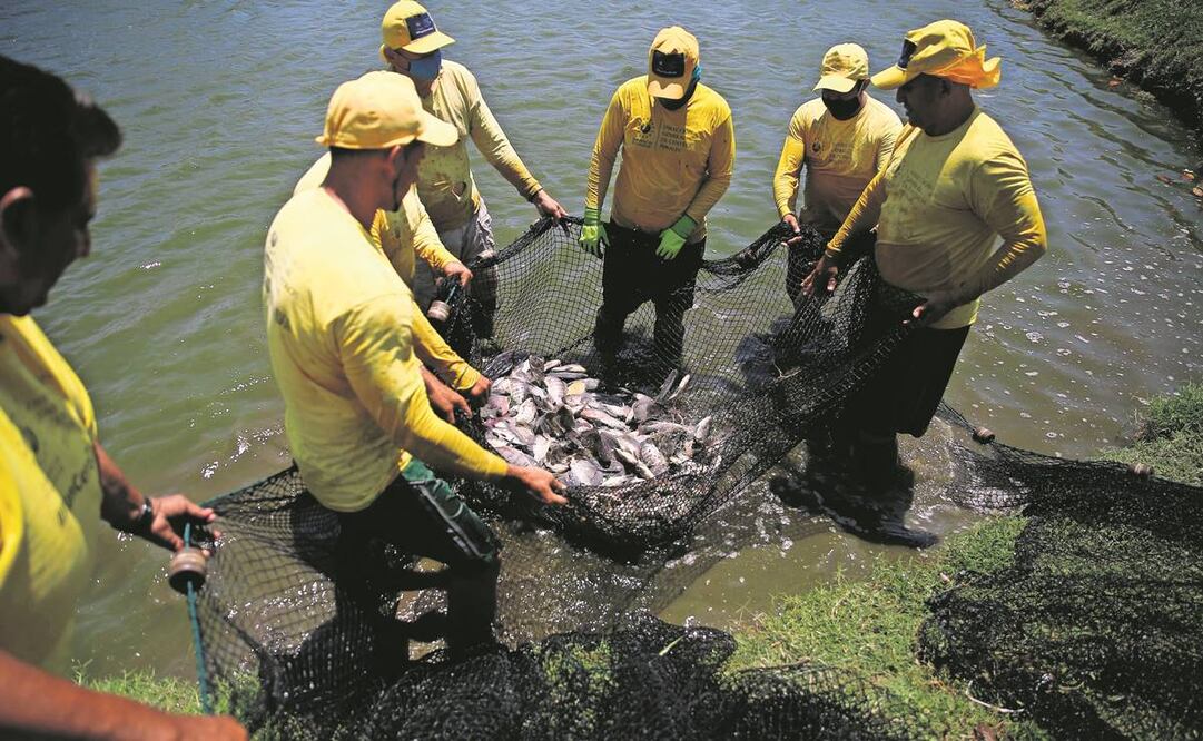 Reos en fase de confianza pescan tilapias en la Granja Penitenciaria de Santa Ana, en El Salvador. Foto: EFE.