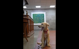 Llega "Rollo" a trabajar a Palacio Nacional; Presidencia adopta a cachorro mestizo