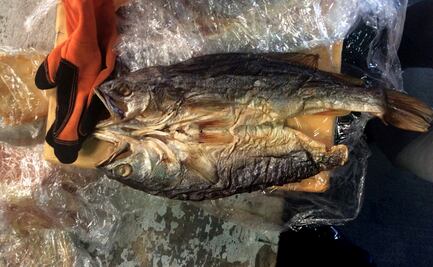 Vinculan a proceso a dos por posesión de buches de totoaba