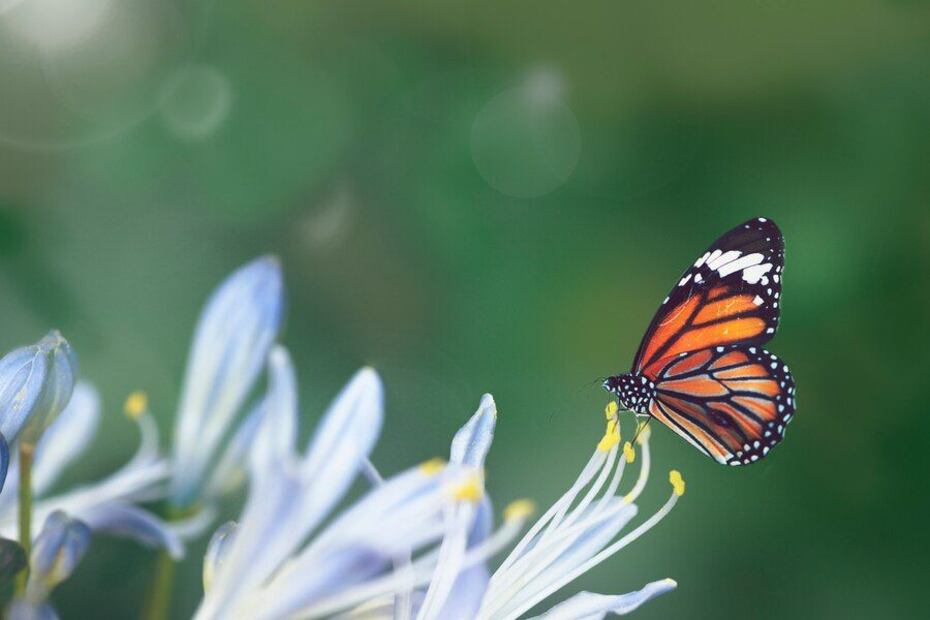 Creando un paraíso para mariposas. Fuente: Freepik.