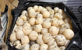 Detienen a una persona con mil 800 huevos de tortuga en la costa de Chiapas; eran transportados en tres cajas de cartón