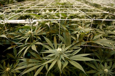 Los países donde el consumo de marihuana medicinal es legal