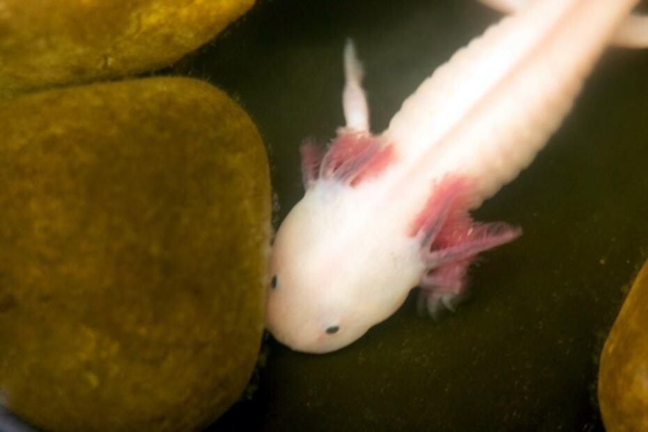 Planean abrir el primer museo del ajolote en la CDMX