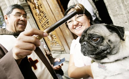 ¿Sabes quién es el santo de los animales?