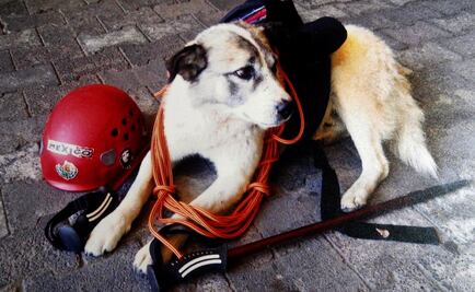 Empeora Citla, el perro guardián de la montaña 