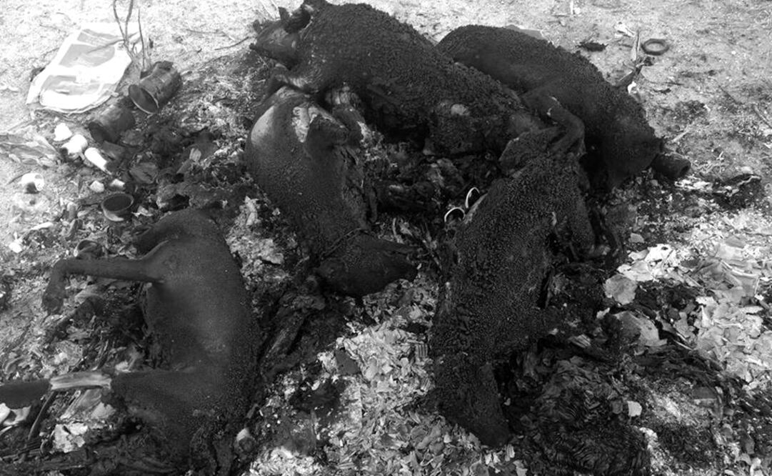 Hallan seis perros calcinados en Sonora