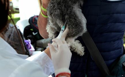 ​Realizan en CU jornada sobre el cuidado de las mascotas