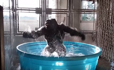 Video. Gorila baila en alberca de un zoológico y se vuelve viral