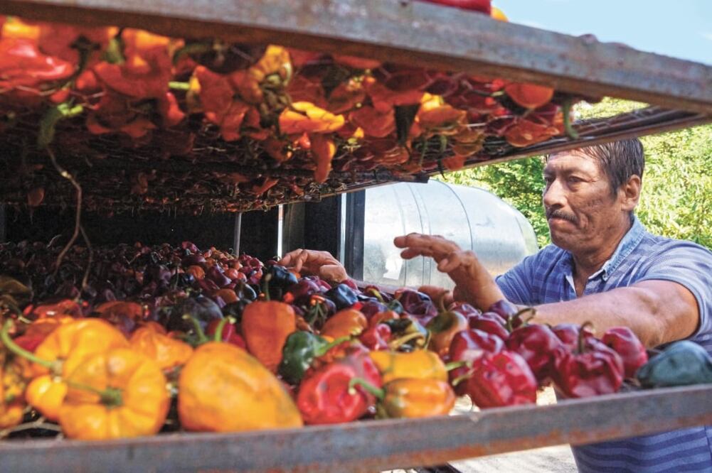 De las 56 variedades de chilhuacle identificadas a nivel nacional, 25 son endémicas de Oaxaca. La mayoría conservadas por las naciones originarias y cuyo uso se rastrea antes de la Conquista. Fotos/Edwin Hernández. El Universal