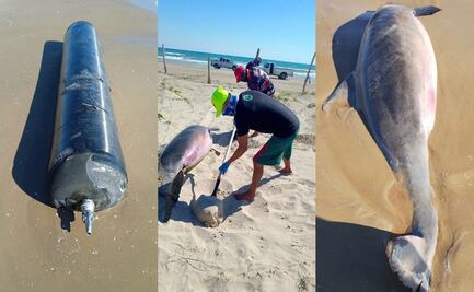 Activistas en Tamaulipas recogen basura espacial tras lanzamiento del cohete de Space X; reportan dos delfines muertos