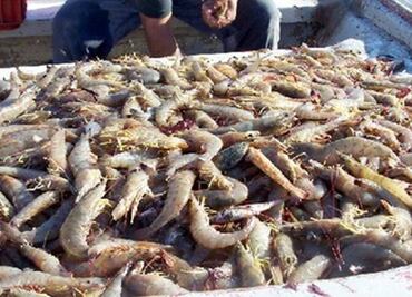 Lluvias afectan 60 granjas de cultivo de camarón en Sinaloa