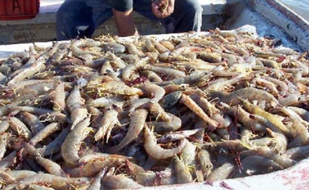 Las fuertes precipitaciones pluviales que se presentaron durante la madrugada y parte de la mañana del jueves 20 de septiembre afectaron 60 granjas en cultivo de camarón. Foto: Archivo
