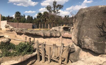 En el Zoológico de San Juan de Aragón se invirtieron más de 26 mdp para mejoras: Sheinbaum