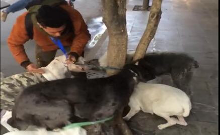 Exhiben a cuidador por golpear a perro en La Condesa