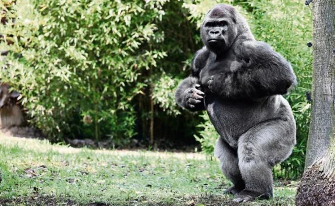 Abre PAOT investigación por la muerte de Bantú  