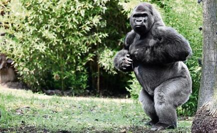 Abre PAOT investigación por la muerte de Bantú