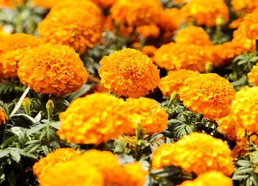 Cempasúchil, el significado de la flor de Día de Muertos